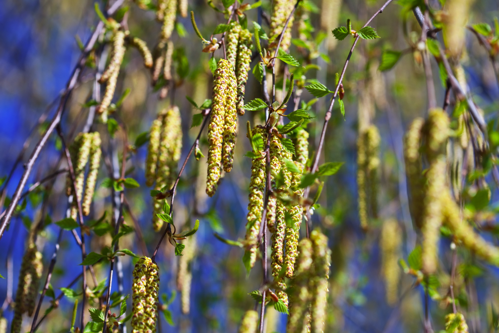 Close up of Plantago Ovata branches in spring