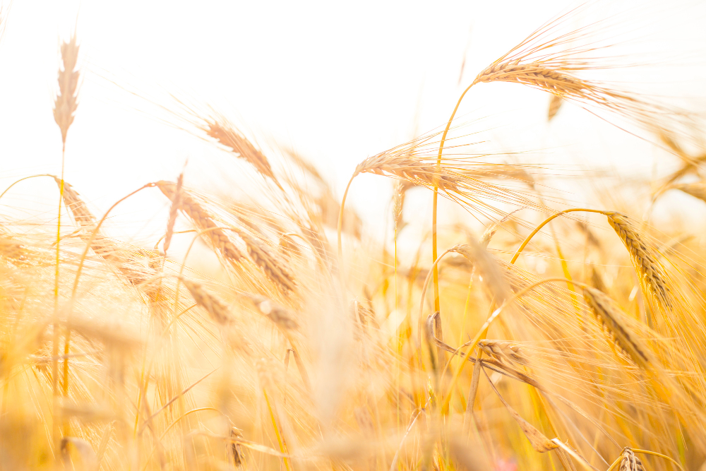 Close up shot of wheat field